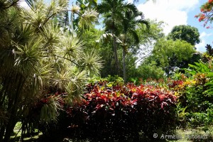 Guadeloupe Août 2015-02785 